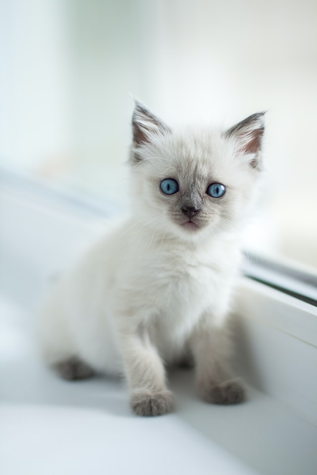 cat staring at you